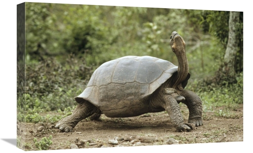 Global Gallery GCS-451326-1624-142 16 x 24 in. Darwins Finch & Volcan 