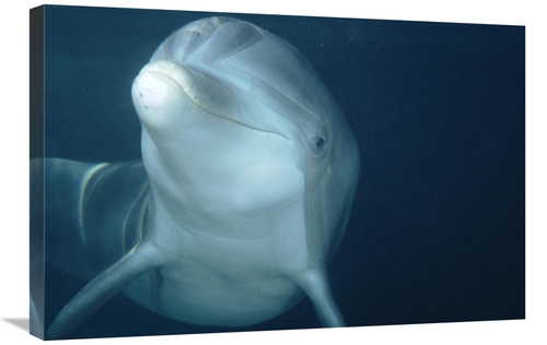 Global Gallery GCS-450660-2030-142 20 x 30 in. Bottlenose Dolphin Unde