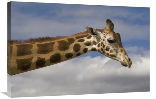 Global Gallery GCS-398142-2436-142 24 x 36 in. Rothschild Giraffe,