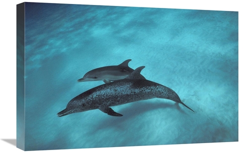Global Gallery GCS-450677-1624-142 16 x 24 in. Atlantic Spotted Dolphi