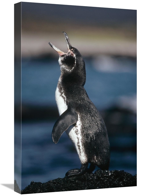 Global Gallery GCS-451231-1624-142 16 x 24 in. Galapagos Penguin, 