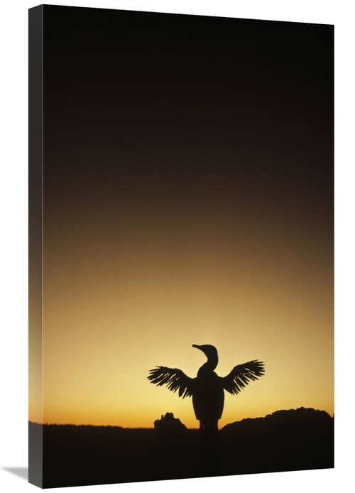Global Gallery GCS-451270-2030-142 20 x 30 in. Flightless Cormorant Dr