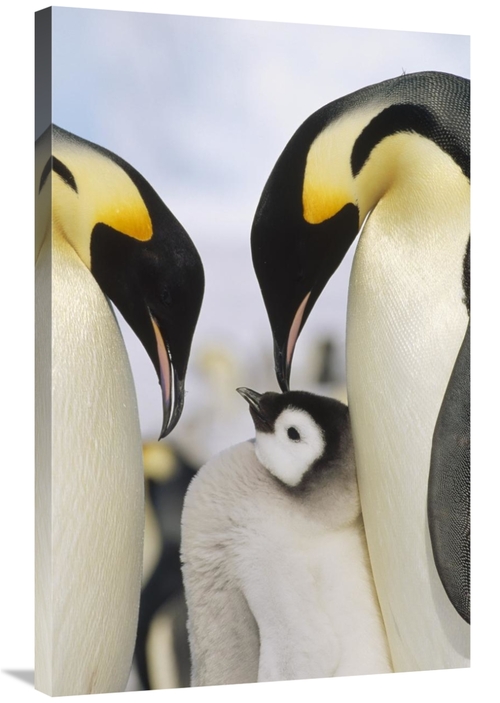 Global Gallery GCS-452375-2436-142 24 x 36 in. Emperor Penguin Parents