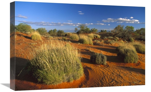 Global Gallery GCS-452564-1624-142 16 x 24 in. Spinifex Grass Growing 