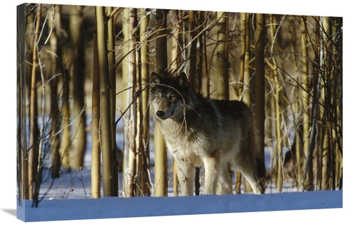 Global Gallery GCS-452351-2436-142 24 x 36 in. Timber Wolf Camouflaged