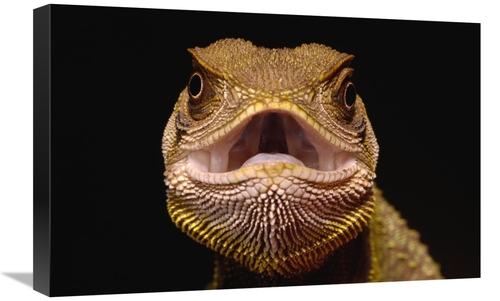 Global Gallery GCS-453194-1624-142 16 x 24 in. Bocourts Dwarf Iguana&#