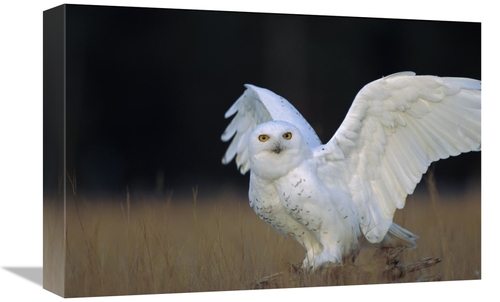 Global Gallery GCS-396610-1218-142 12 x 18 in. Snowy Owl Adult, Ci
