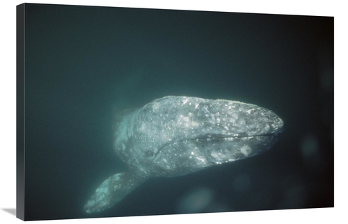 Global Gallery GCS-451696-2436-142 24 x 36 in. Gray Whale Curious Adul