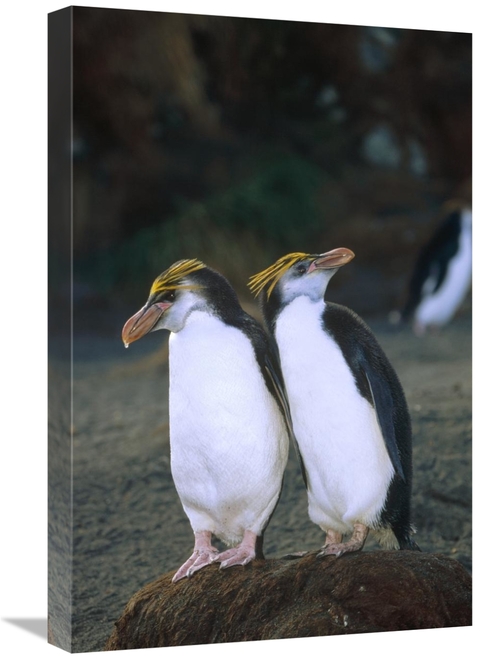 Global Gallery GCS-452445-1624-142 16 x 24 in. Royal Penguin Pair on N