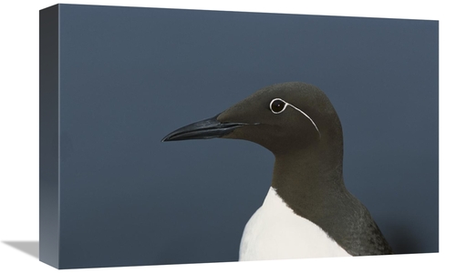Global Gallery GCS-451749-1218-142 12 x 18 in. Common Murre, Shetl
