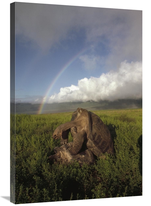 Global Gallery GCS-451162-2436-142 24 x 36 in. Galapagos Giant Tortois