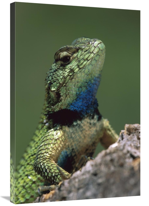 Global Gallery GCS-397637-2436-142 24 x 36 in. Green Spiny Lizard Male
