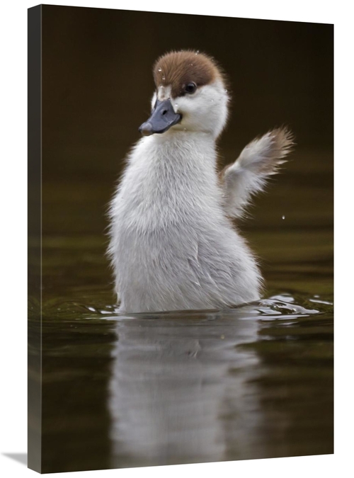 Global Gallery GCS-397490-2030-142 20 x 30 in. Paradise Shelduck Chick