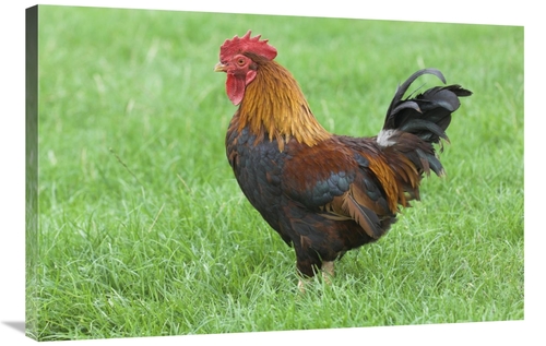 Global Gallery GCS-398183-2436-142 24 x 36 in. Domestic Chicken, F