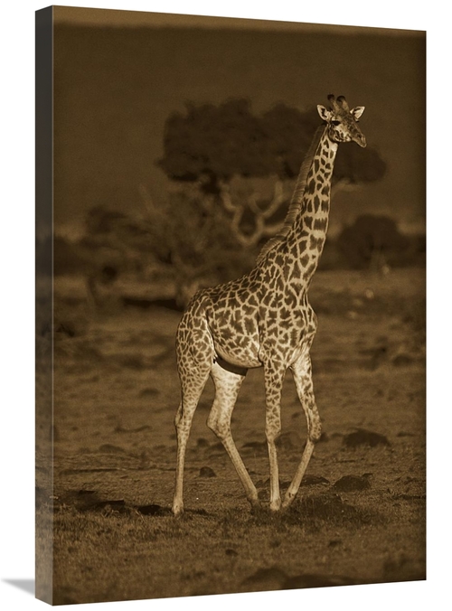 Global Gallery GCS-453682-2030-142 20 x 30 in. Giraffe Portrait, K
