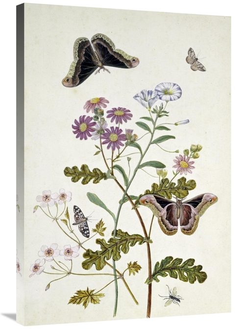 Global Gallery GCS-268476-36-142 36 in. Convolvulus & Chrysanthemum Ar