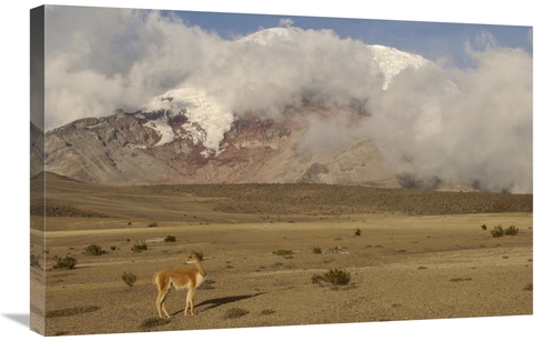 Global Gallery GCS-453138-2030-142 20 x 30 in. Vicuna Standing Beneath
