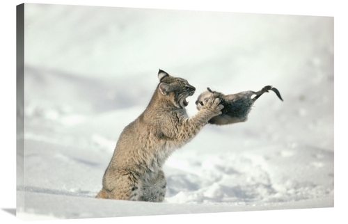 Global Gallery GCS-397994-2436-142 24 x 36 in. Bobcat Capturing Muskra