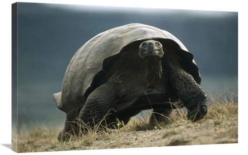 Global Gallery GCS-451279-2436-142 24 x 36 in. Galapagos Giant Tortois