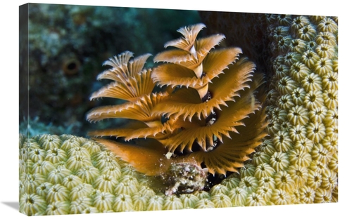 Global Gallery GCS-397893-2030-142 20 x 30 in. Christmas Tree Worm Fil