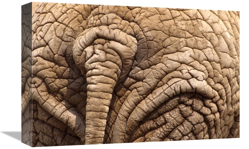 Global Gallery GCS-452984-1218-142 12 x 18 in. African Elephant Tail &