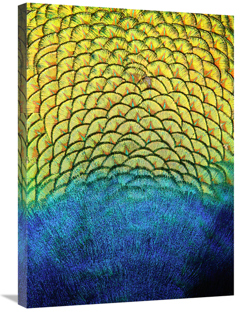 Global Gallery GCS-486421-30-142 30 in. Peacock Feathers Art Print - V