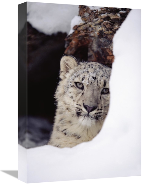 Global Gallery GCS-396428-1218-142 12 x 18 in. Snow Leopard Adult,