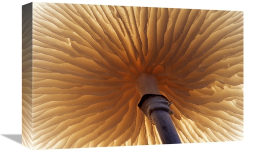 12 x 18 in. Porcelain Mushroom or Poached Egg Fungus Detail of Gills o