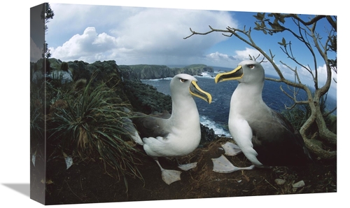 Global Gallery GCS-451662-1218-142 12 x 18 in. Bullers Albatrosses on 