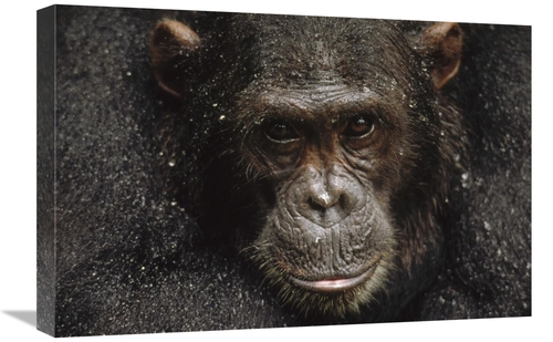 Global Gallery GCS-452742-1624-142 16 x 24 in. Chimpanzee Called Frodo