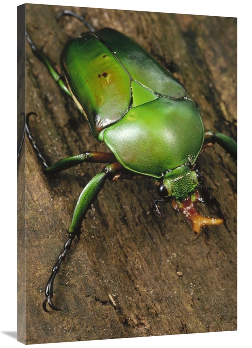 Global Gallery GCS-450700-2436-142 24 x 36 in. June Beetle Portrait&#4