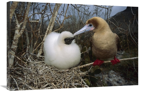 Global Gallery GCS-451833-2436-142 24 x 36 in. Red-Footed Booby Parent