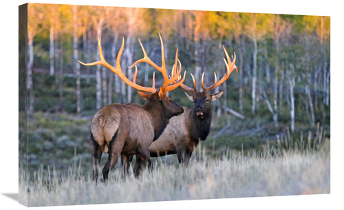 Global Gallery GCS-486573-30-142 30 in. Glowing Antlers Art Print - Vi