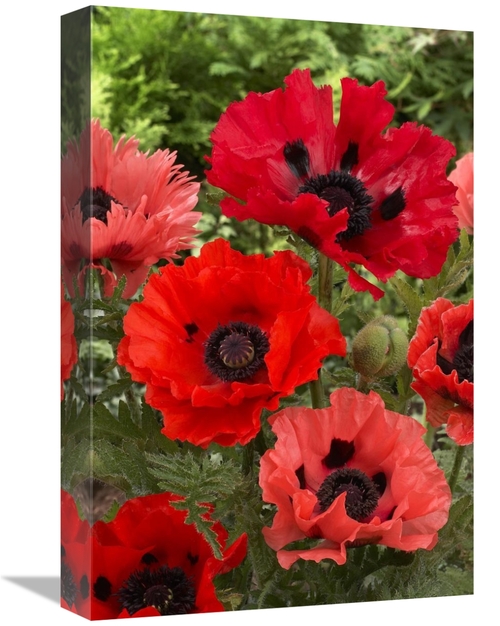 Global Gallery GCS-398335-1218-142 12 x 18 in. Oriental Poppy Flowers 