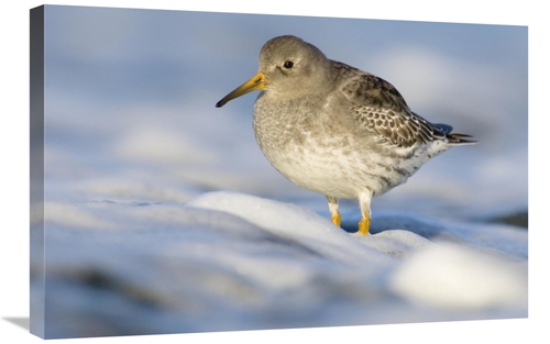 Global Gallery GCS-398231-2030-142 20 x 30 in. Purple Sandpiper Standi