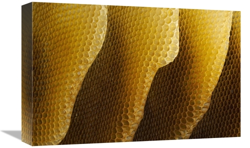 Global Gallery GCS-453387-1218-142 12 x 18 in. Honey Bee Honeycombs