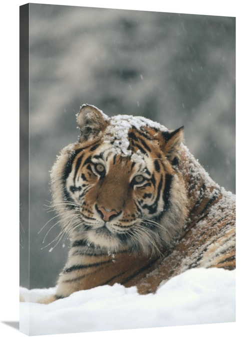 Global Gallery GCS-452332-2030-142 20 x 30 in. Siberian Tiger Portrait
