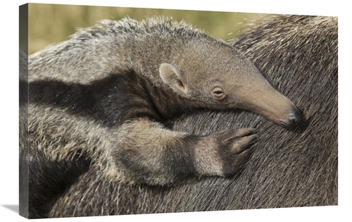 Global Gallery GCS-398157-2030-142 20 x 30 in. Giant Anteater Young on