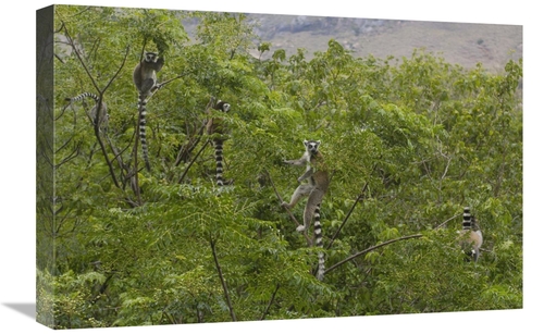 Global Gallery GCS-453254-1624-142 16 x 24 in. Ring-Tailed Lemurs in T