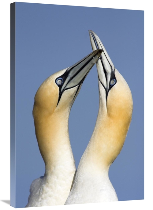 Global Gallery GCS-398277-2436-142 24 x 36 in. Northern Gannet Pair Co