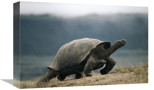 Global Gallery GCS-451161-1218-142 12 x 18 in. Galapagos Giant Tortois