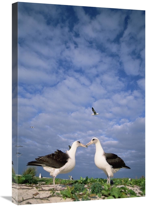 Global Gallery GCS-451554-2030-142 20 x 30 in. Laysan Albatross Pair C