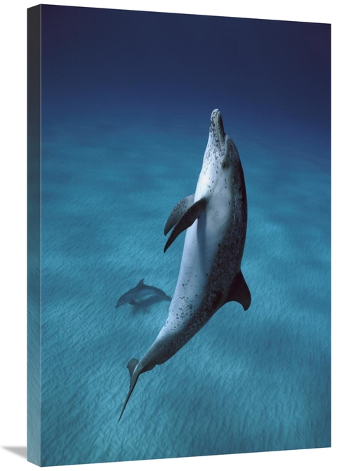 Global Gallery GCS-397736-2030-142 20 x 30 in. Atlantic Spotted Dolphi