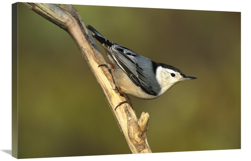 Global Gallery GCS-453278-2436-142 24 x 36 in. White-Breasted Nuthatch