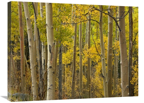 Global Gallery GCS-396871-2432-142 24 x 32 in. Aspen Trees in Autumn&#