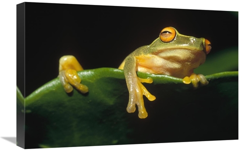 Global Gallery GCS-452782-1624-142 16 x 24 in. Australasian Tree Frog 