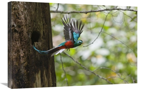 Global Gallery GCS-452696-2030-142 20 x 30 in. Resplendent Quetzal Mal