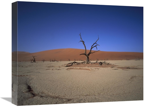 Global Gallery GCS-395770-1620-142 16 x 20 in. Camelthorn Snag on Dese