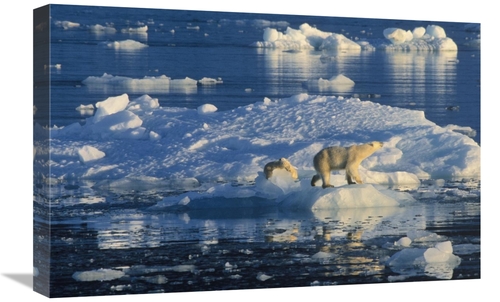 Global Gallery GCS-398248-1624-142 16 x 24 in. Polar Bear Adult & Cub 