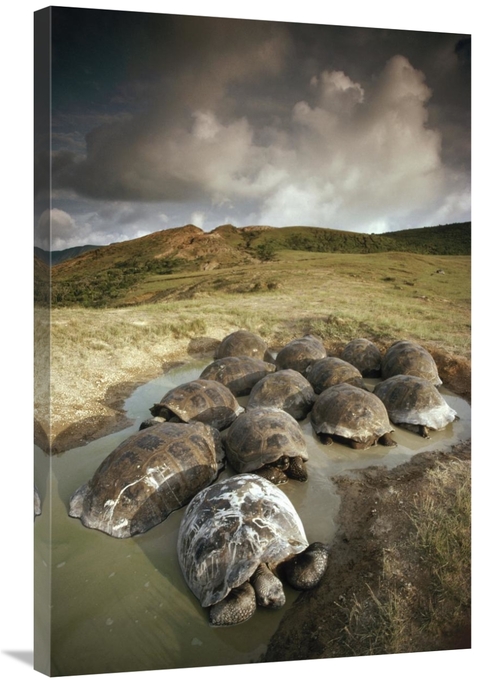 Global Gallery GCS-451055-2436-142 24 x 36 in. Galapagos Giant Tortois